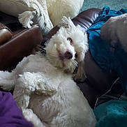 Jax Sparrow is registered to the contest to win money with this photo: dog, white_dog, fluffy, couch, leather, blanket, pillow, indoor, pet, relaxed, fur, head_tilt, cozy, home, companion, animal, resting, domestic, cute, comfort