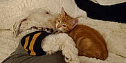 Jax Sparrow joined the competition — help win amazing prizes! dog, cat, bed, blanket, snuggling, orange_cat, white_dog, pet_clothing, indoor, cozy, furry, friendship, sleeping, resting, cute, soft_texture, animal, companion, relaxation, comfortable