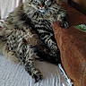 cat, tabby, fluffy, lounging, couch, blanket, indoor, furniture, relaxed, pet, animal, fur, paw, armrest, cozy, home, resting, cute, mammal, domestic