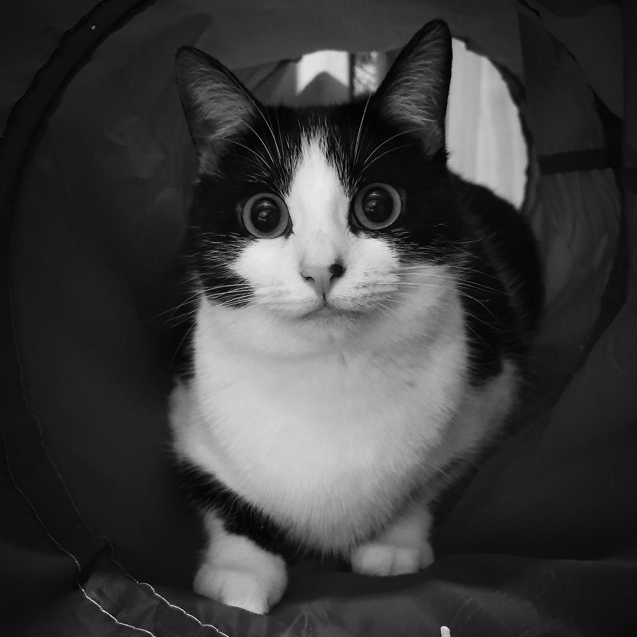 Moumoune a rejoint le concours — aidez-le/la à gagner de superbes lots ! american_wirehair, black, black_and_white, carnivore, cat, domestic_short_haired_cat, european_shorthair, eye, felidae, fur, kitten, monochrome, monochrome_photography, photography, polydactyl_cat, small_to_medium_sized_cats, snout, style, whiskers, white