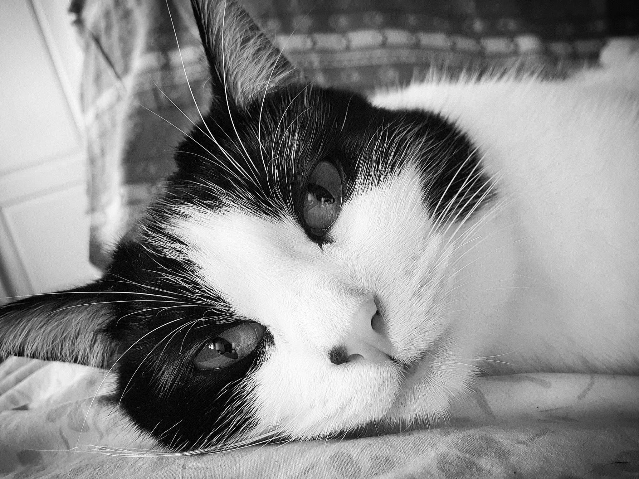 Moumoune participe au concours pour gagner de l'argent avec cette photo : black, black_and_white, carnivore, cat, close_up, ear, eye, felidae, fur, kitten, monochrome, monochrome_photography, nose, photography, sky, small_to_medium_sized_cats, snapshot, snout, whiskers, white