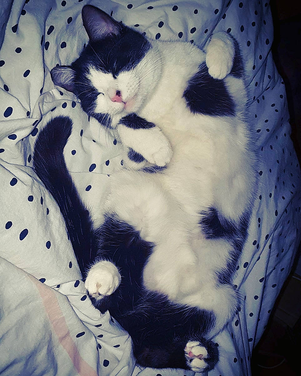 Moumoune participe au concours pour gagner de l'argent avec cette photo : american_shorthair, american_wirehair, asian, carnivore, cat, domestic_short_haired_cat, egyptian_mau, european_shorthair, eye, felidae, fur, illustration, kitten, polydactyl_cat, small_to_medium_sized_cats, snout, tail, whiskers, white