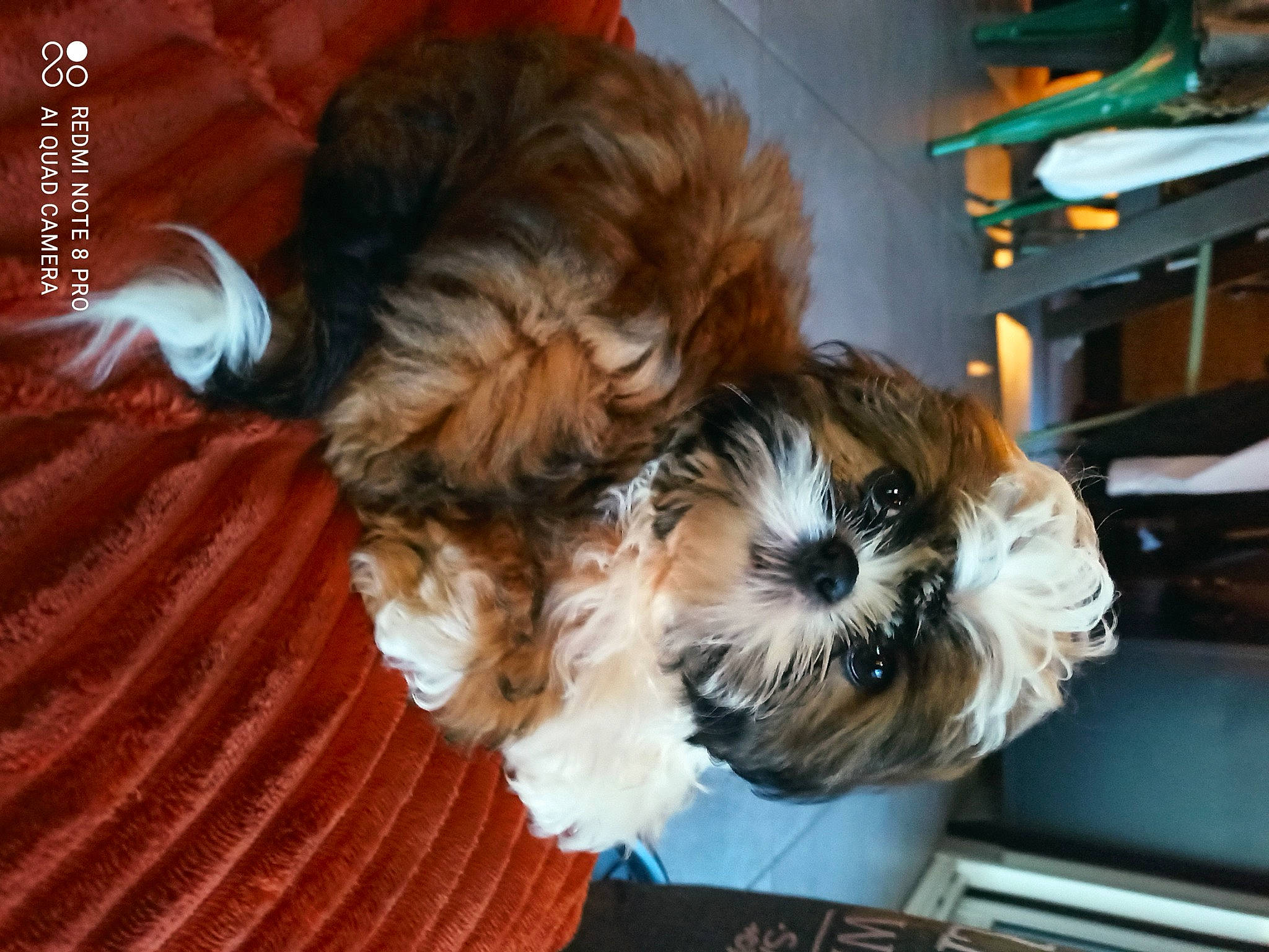 Forest participe au concours pour gagner de l'argent avec cette photo : canidae, carnivore, comfort, companion_dog, dog, dog_breed, dog_supply, fur, liver, poodle_crossbreed, puppy_love, shih_poo, shih_tzu, small_terrier, snout, sporting_group, terrier, toy_dog, working_animal, yorkipoo