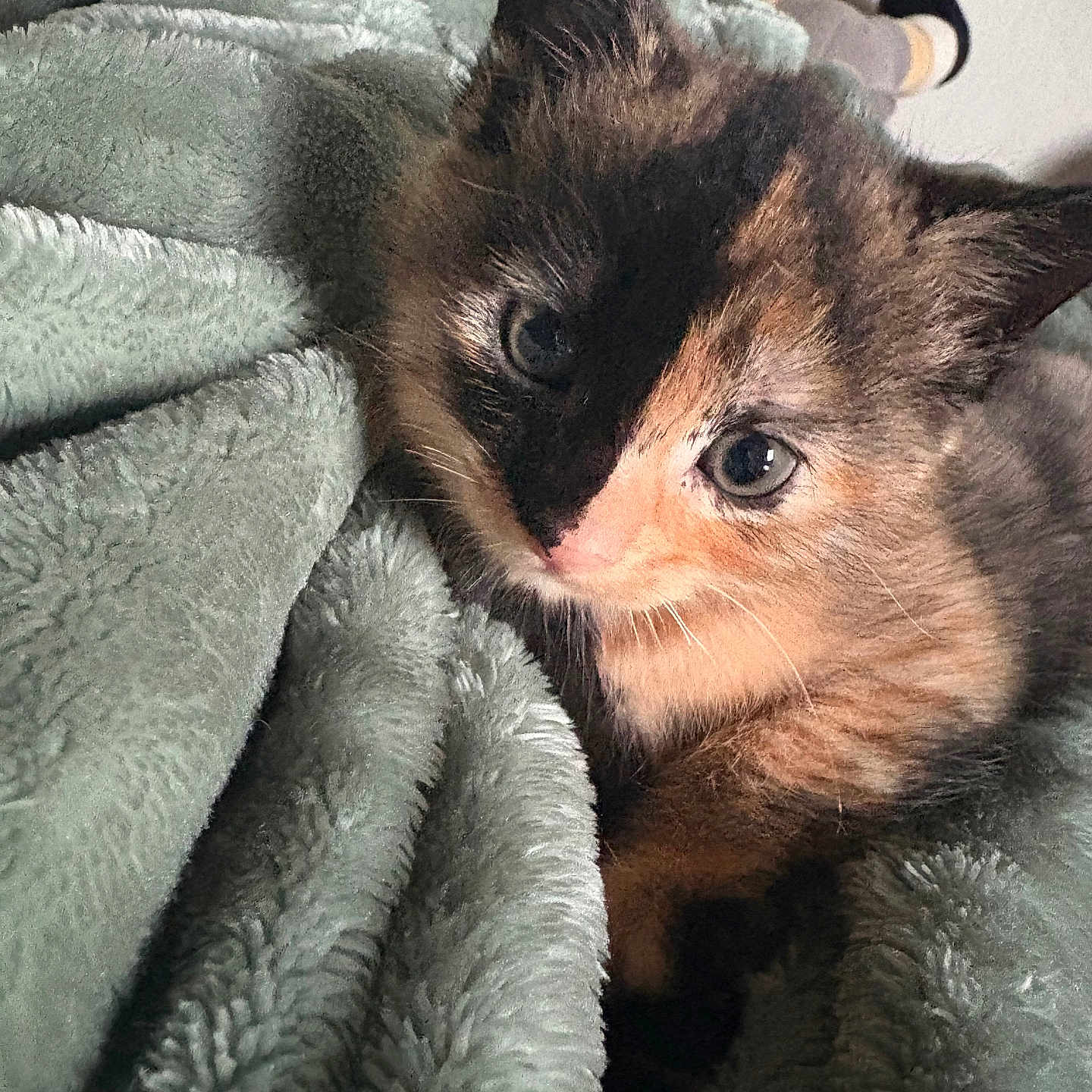 Chimera joined the competition — help win amazing prizes! animal, blanket, cat, close_up, comfort, cozy, curious, cute, ears, face, fur, indoor, kitten, pet, resting, sleepy, soft_texture, tortoiseshell, whiskers, young
