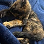 kitten, cat, tortoiseshell, fur, paw, tail, blanket, blue, cozy, sleeping, pet, animal, cute, whiskers, soft, resting, indoor, young, feline, grooming