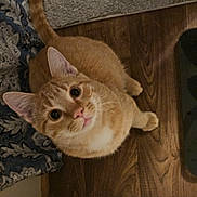 Ruzek joined the competition — help win amazing prizes! animal, cat, companion, curious, cute, domestic_cat, ears, feline, floor, fur, home, indoor, looking_up, mammal, orange_tabby, pet, portrait, tail, whiskers, wooden_floor