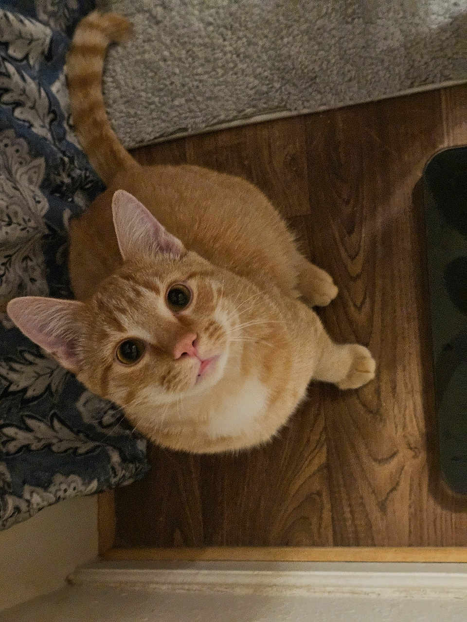 Ruzek joined the competition — help win amazing prizes! animal, cat, companion, curious, cute, domestic_cat, ears, feline, floor, fur, home, indoor, looking_up, mammal, orange_tabby, pet, portrait, tail, whiskers, wooden_floor