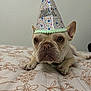 Oatmeal joined the competition — help win amazing prizes! dog, french_bulldog, party_hat, bedspread, floral_pattern, pet, animal, cute, indoors, closeup, brown_eyes, wrinkled_face, ears, paws, lying_down, celebration, hat, adorable, portrait, funny