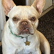 Oatmeal is registered to the contest to win money with this photo: dog, french_bulldog, pet, animal, close_up, collar, indoor, carpet, light_tan, ears, face, sitting, portrait, nose, paw, expression, tag, wall, door, canine