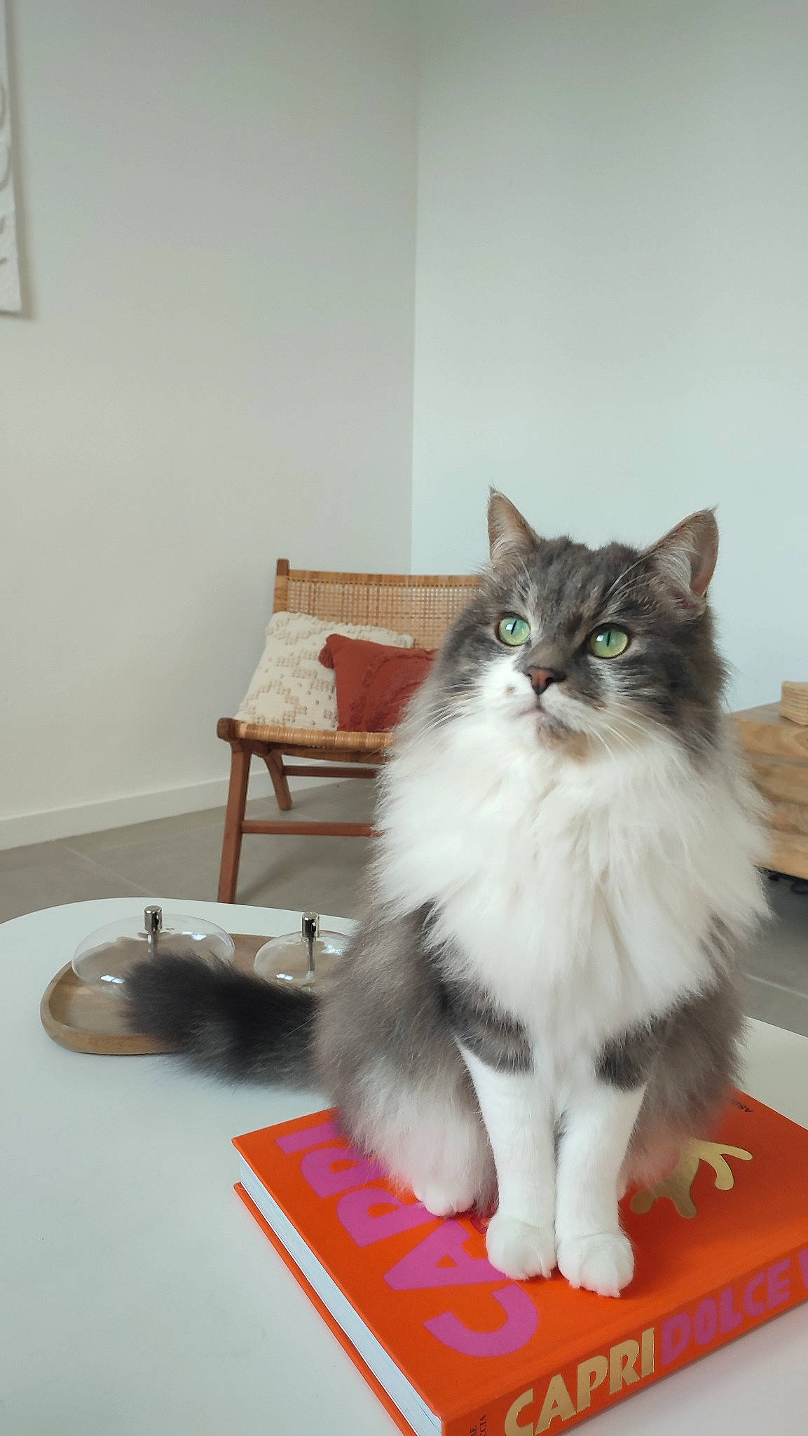 Moon participe au concours pour gagner de l'argent avec cette photo : british_longhair, carnivore, cat, comfort, domestic_short_haired_cat, felidae, floor, flooring, fur, hardwood, paw, picture_frame, sitting, small_to_medium_sized_cats, snout, tail, whiskers, window, wood, wood_flooring