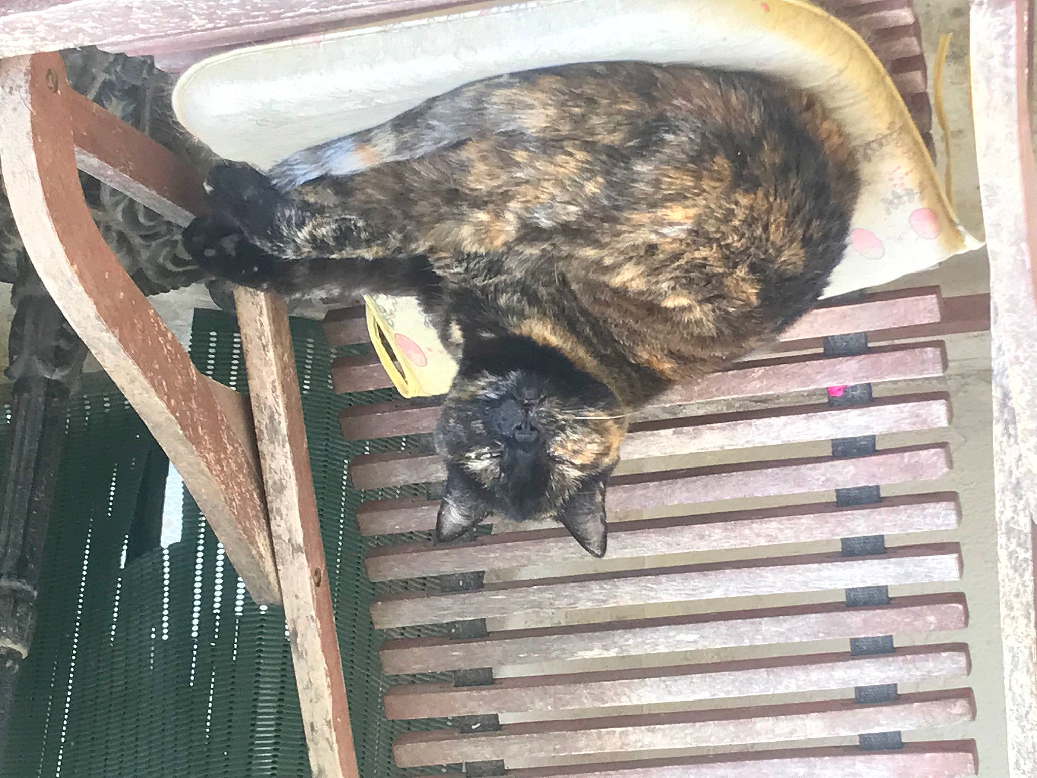 Kenya a rejoint le concours — aidez-le/la à gagner de superbes lots ! animal_shelter, bat, cage, carnivore, claw, domestic_short_haired_cat, felidae, fur, mammal, pet_supply, small_to_medium_sized_cats, snout, tail, terrestrial_animal, vertebrate, whiskers, wood