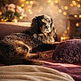 dog, pet, couch, bokeh, lights, cozy, fur, portrait, indoor, blanket, pillow, relaxed, home, domestic_animal, animal, brown_fur, long_haired, gaze, side_lighting, festive_decor