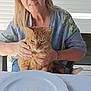 blonde_hair, bracelet, casual_clothing, cat, chair, daylight, empty_plate, food, ginger_cat, green_eyes, hand, human, indoor, pet, plate, short_sleeves, sitting, table, window_blinds, woman