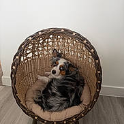 Cookie joined the competition — help win amazing prizes! dog, puppy, australian_shepherd, wicker_chair, chair, pet_bed, pet, indoor, floor, wood_floor, looking_up, blue_eyes, fur, curled_up, cushion, cozy, basket, home_interior, cute, relaxed