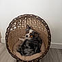 dog, puppy, australian_shepherd, wicker_chair, chair, pet_bed, pet, indoor, floor, wood_floor, looking_up, blue_eyes, fur, curled_up, cushion, cozy, basket, home_interior, cute, relaxed