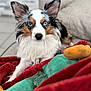 Cookie joined the competition — help win amazing prizes! dog, australian_shepherd, blue_eyes, merle_coat, fur, ears, blanket, couch, plush_toy, pet, portrait, close_up, indoor, looking_at_camera, focused, companion, cute, relaxed, home, shallow_depth_of_field
