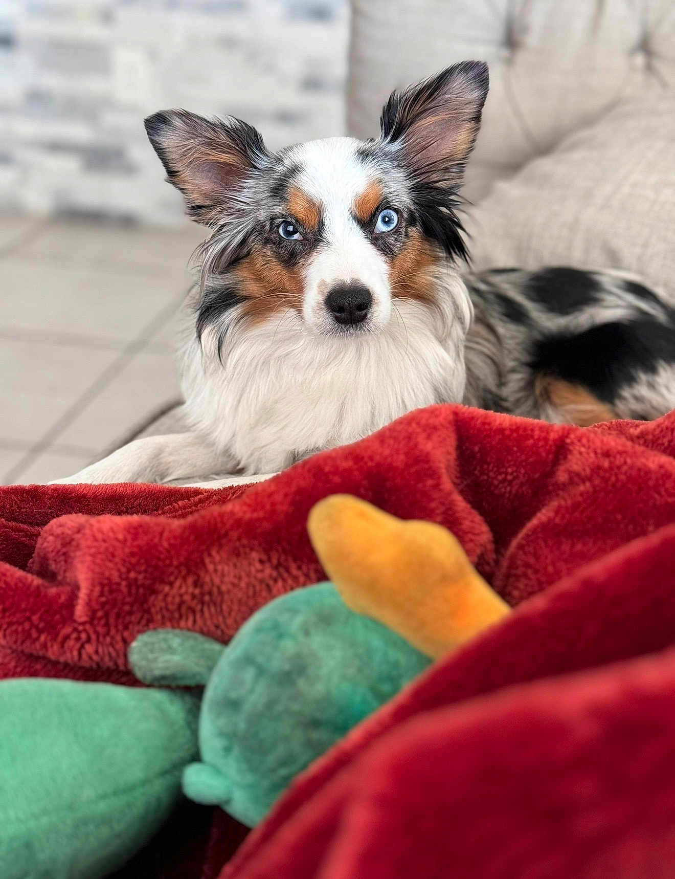 Cookie is registered to the contest to win money with this photo: dog, australian_shepherd, blue_eyes, merle_coat, ears, fur, nose, portrait, closeup, blanket, red_blanket, plush_toy, toy, couch, indoor, cozy, living_room, gaze, shallow_depth_of_field, pet