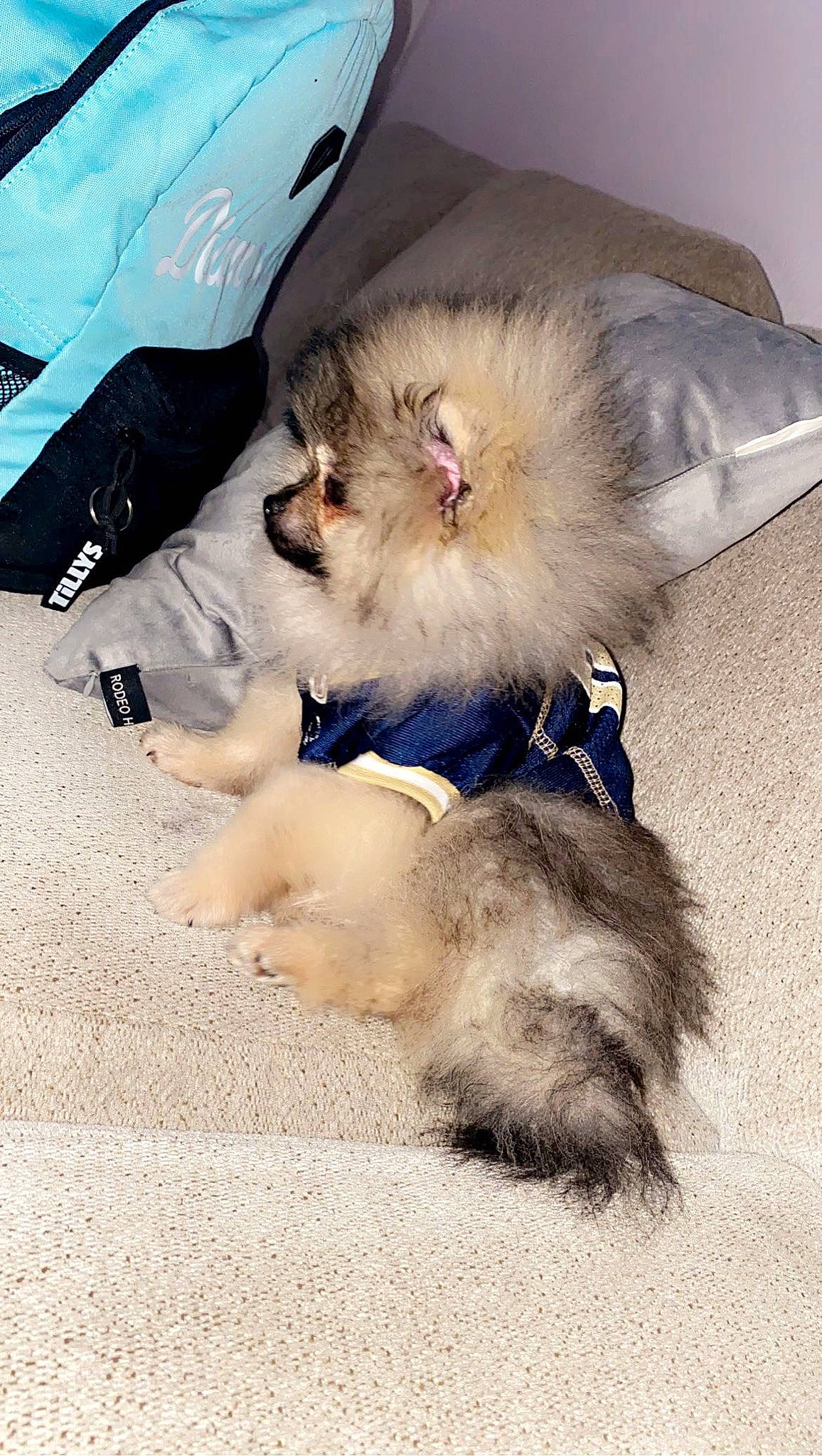 Mazi is registered to the contest to win money with this photo: canidae, carnivore, claw, comfort, companion_dog, dog_breed, fawn, felidae, fur, nap, natural_material, non_sporting_group, paw, puppy, small_to_medium_sized_cats, sporting_group, tail, toy_dog, whiskers