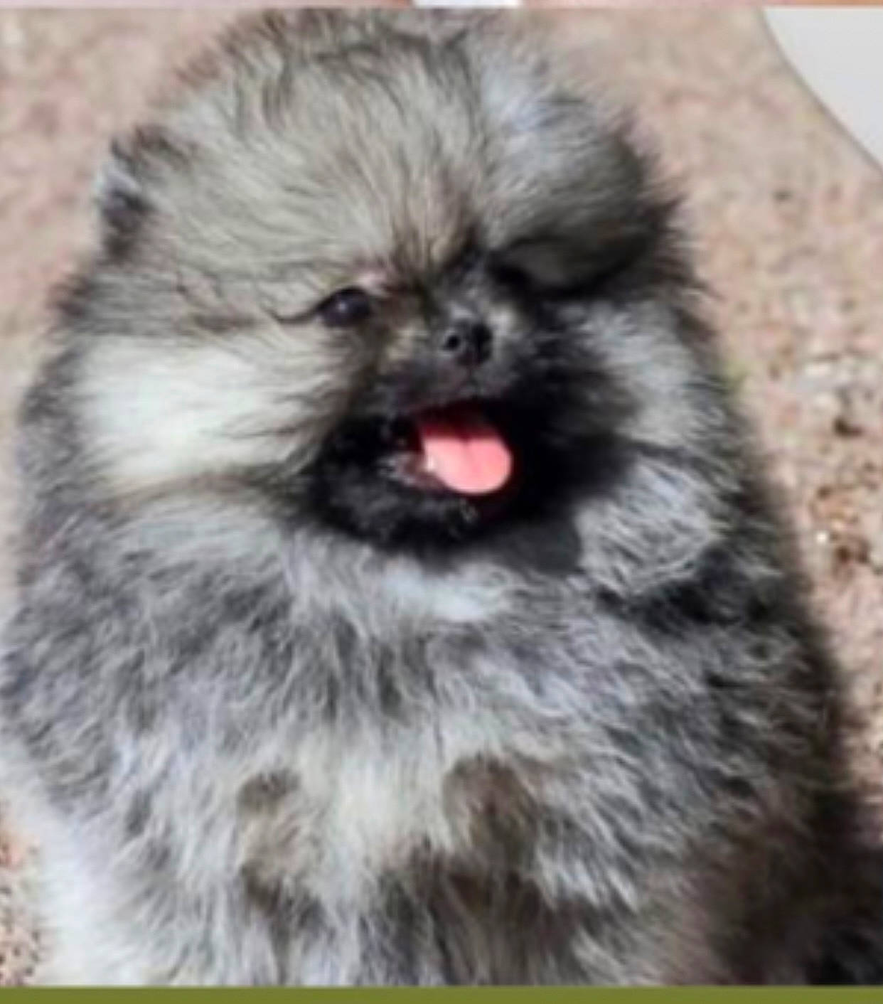 Mazi is registered to the contest to win money with this photo: ancient_dog_breeds, art, canidae, companion_dog, dog_breed, eye, fur, grass, head, liver, non_sporting_group, snout, terrestrial_animal, toy_dog, wildlife, working_animal