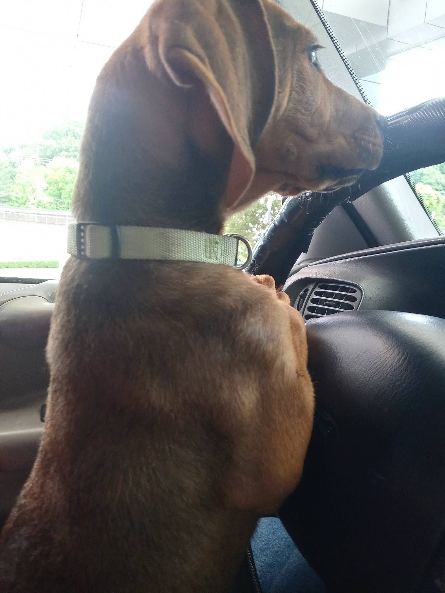 Hooch is registered to the contest to win money with this photo: automotive_mirror, canidae, carnivore, collar, comfort, companion_dog, dog, dog_breed, dog_collar, fawn, gesture, liver, pet_supply, snout, sporting_group, tints_and_shades, tree, vehicle_door, windshield, working_animal