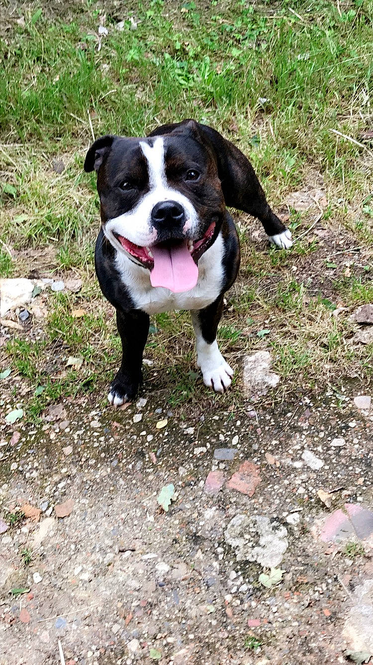 Memphis participe au concours pour gagner de l'argent avec cette photo : adventure, american_bulldog, american_pit_bull_terrier, american_staffordshire_terrier, canidae, carnivore, dog, dog_breed, fawn, mammal, mcnab, non_sporting_group, pit_bull, rare_breed_dog, snout, sporting_group, staffordshire_bull_terrier, terrier, vertebrate