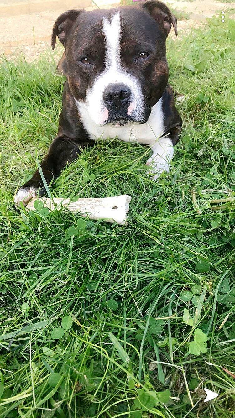 Memphis a rejoint le concours — aidez-le/la à gagner de superbes lots ! american_bulldog, american_pit_bull_terrier, american_staffordshire_terrier, australian_bulldog, canidae, carnivore, dog, dog_breed, dorset_olde_tyme_bulldogge, grass, mammal, non_sporting_group, pit_bull, rare_breed_dog, snout, sporting_group, staffordshire_bull_terrier, valley_bulldog, vertebrate