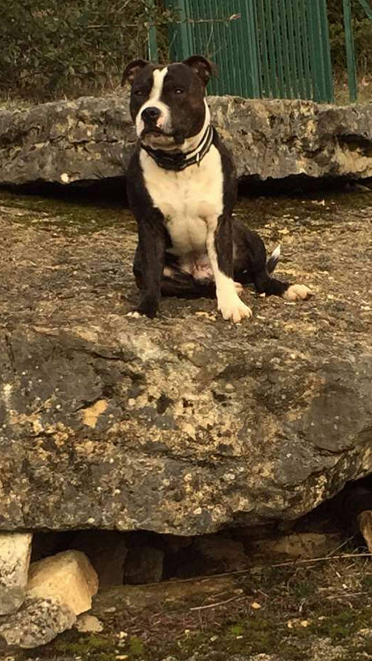 Memphis participe au concours pour gagner de l'argent avec cette photo : american_bulldog, american_pit_bull_terrier, american_staffordshire_terrier, bully_kutta, canidae, carnivore, dog, dog_breed, dorset_olde_tyme_bulldogge, fawn, mammal, non_sporting_group, olde_english_bulldogge, perro_de_presa_canario, pit_bull, sporting_group, vertebrate