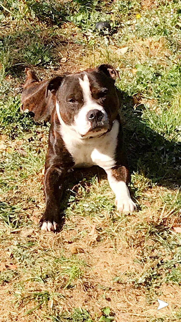 Memphis participe au concours pour gagner de l'argent avec cette photo : american_bulldog, american_pit_bull_terrier, american_staffordshire_terrier, canidae, carnivore, dog, dog_breed, fawn, hunting_dog, mammal, non_sporting_group, pit_bull, rare_breed_dog, sporting_group, terrier, vertebrate