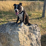 Memphis participe au concours pour gagner de l'argent avec cette photo : dog, rock, outdoor, grass, tree, sunny, nature, animal, pet, collar, tongue_out, black_and_white, field, summer, happy, sitting, canine, daylight, scenery, wildflowers