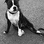 Memphis participe au concours pour gagner de l'argent avec cette photo : animal, black_and_white, calm, canine, close_up, collar, companion, dog, domestic_animal, friendly, gravel, leash, looking_at_camera, monochrome, outdoor, pavement, pet, portrait, sitting, street
