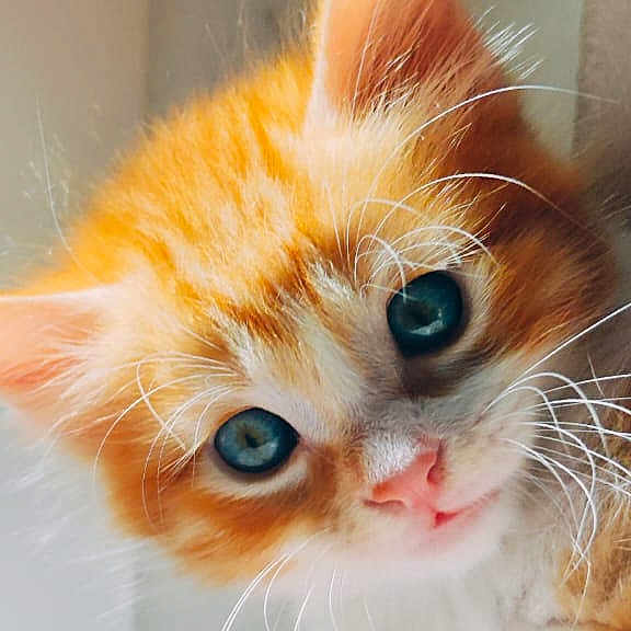 Nicolas