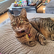 Rosie is registered to the contest to win money with this photo: cat, tabby, indoor, blanket, collar, tag, feline, pet, living_room, couch, cat_tree, household_items, curious, relaxed, fur, whiskers, green_eyes, texture, cozy, domestic