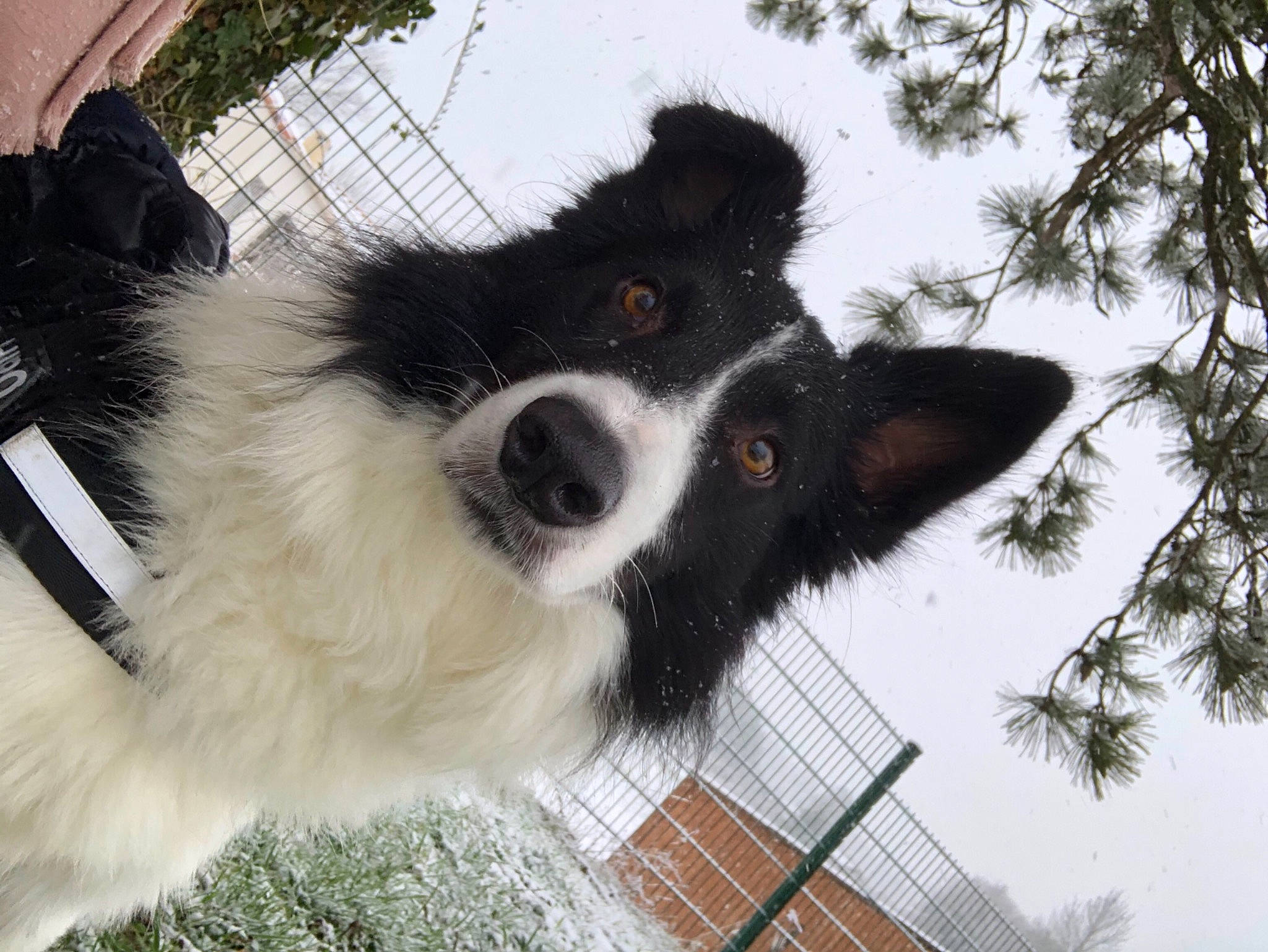 Hiro a rejoint le concours — aidez-le/la à gagner de superbes lots ! canidae, carnivore, collar, companion_dog, dog, dog_breed, dog_collar, fur, herding_dog, snout, sporting_group, terrestrial_animal, twig, vertebrate, whiskers, working_animal, working_dog