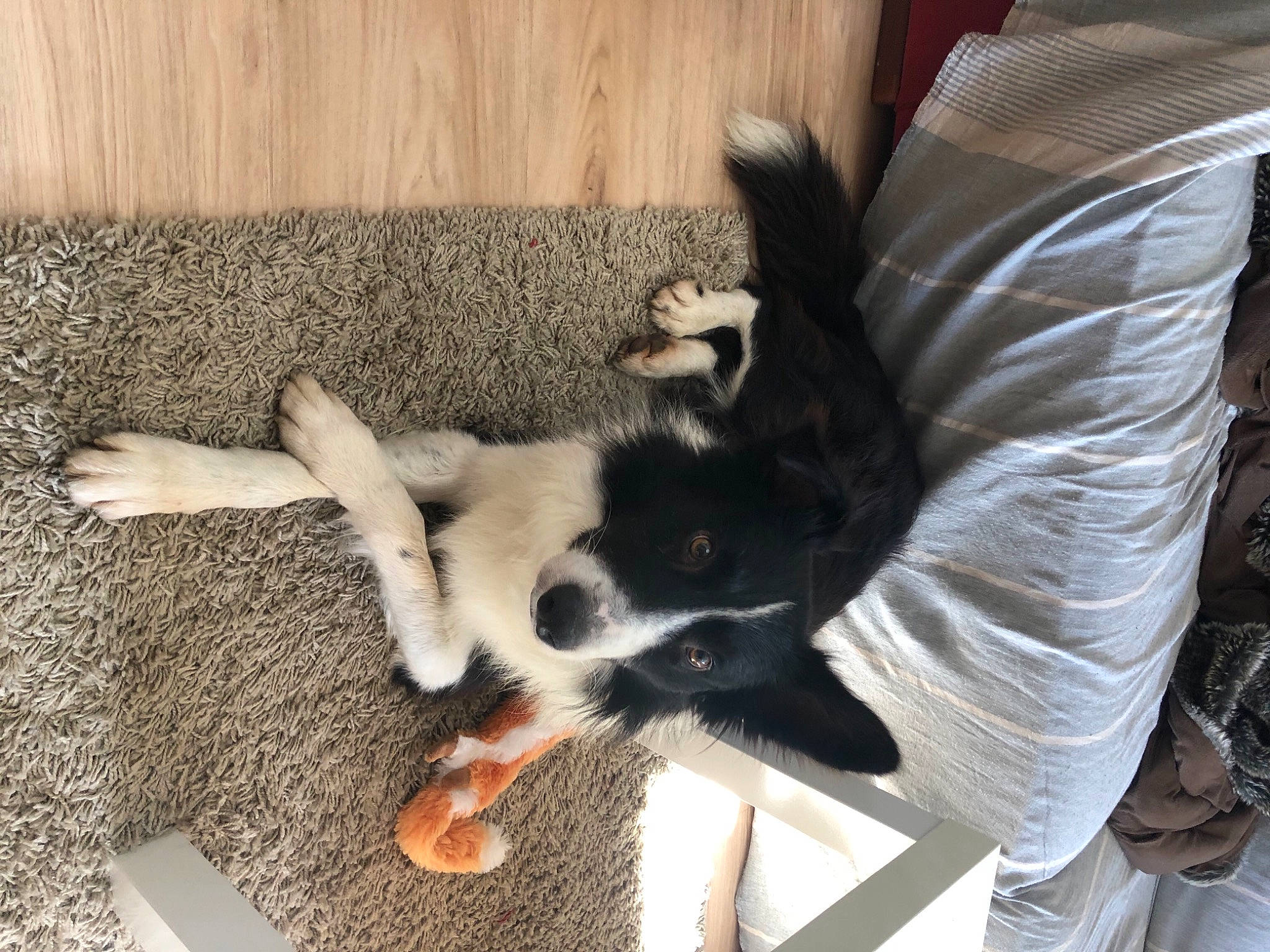 Hiro participe au concours pour gagner de l'argent avec cette photo : canidae, carnivore, companion_dog, dog, dog_breed, dog_supply, fur, paw, pet_supply, sporting_group, tail, working_animal, working_dog