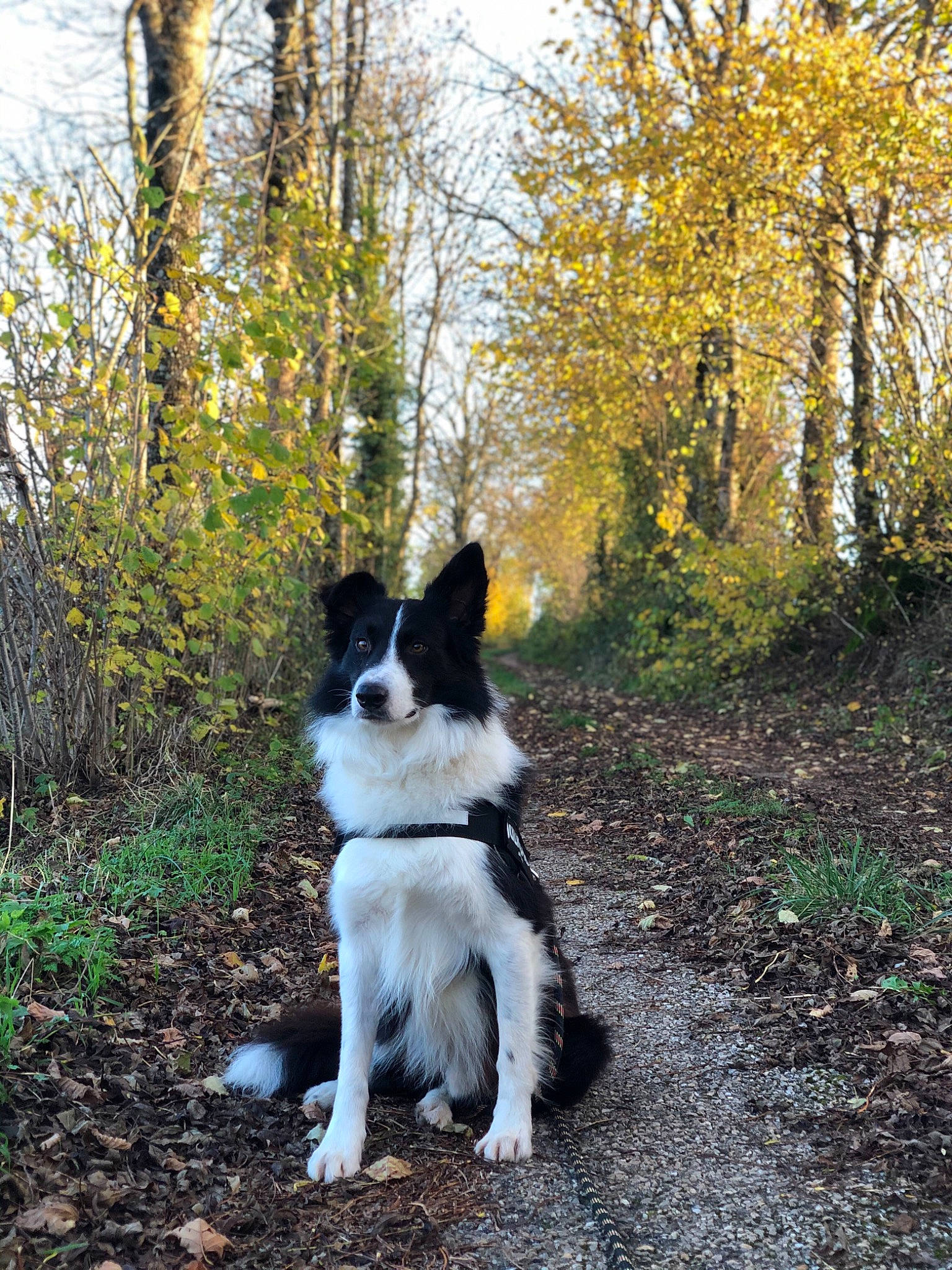 Hiro participe au concours pour gagner de l'argent avec cette photo : autumn, birch, border_collie, canidae, carnivore, companion_dog, deciduous, dog, dog_breed, herding_dog, mammal, sporting_group, sunlight, tail, temperate_broadleaf_and_mixed_forest, trunk, twig, woodland, working_animal, working_dog