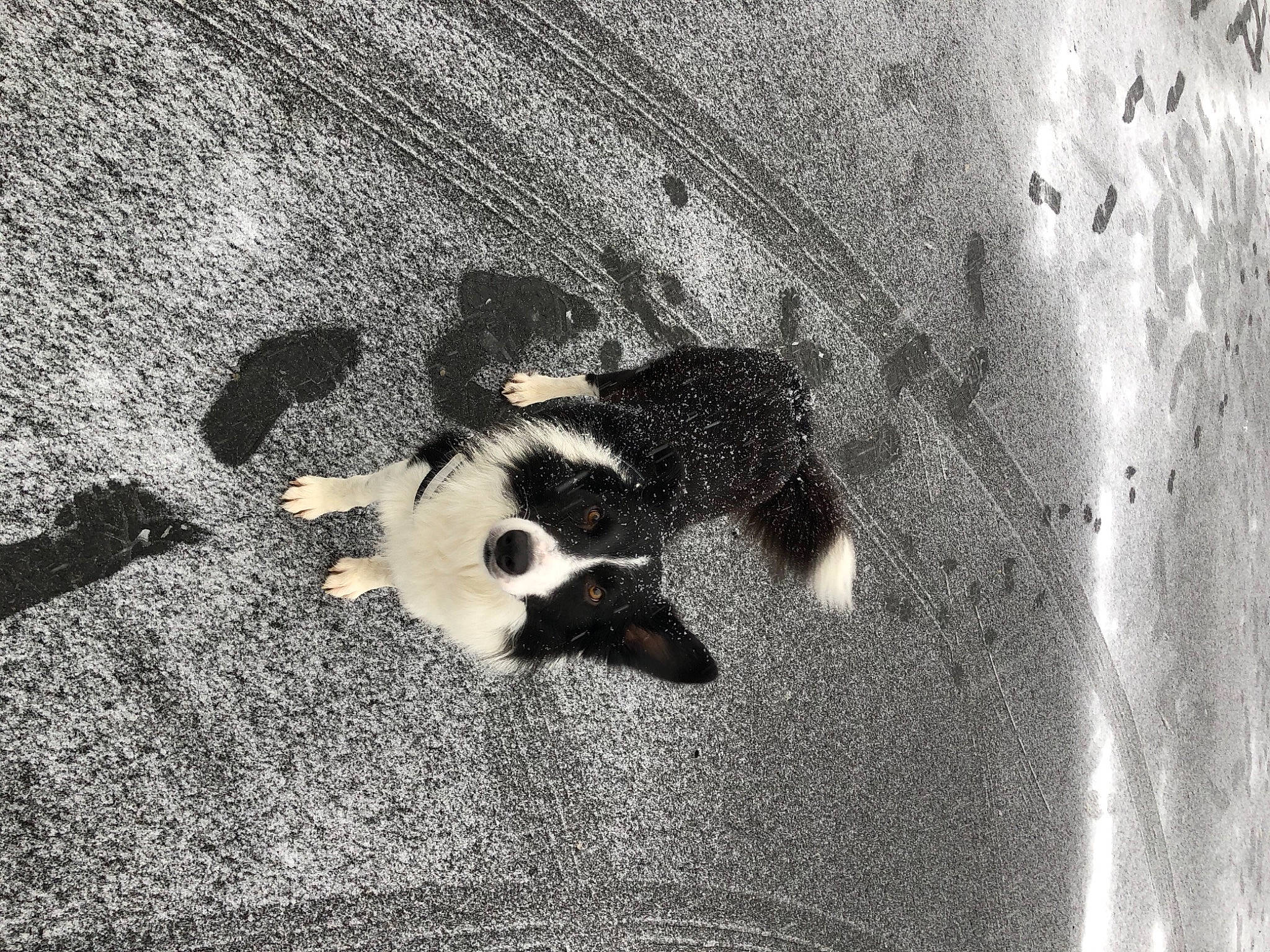 Hiro participe au concours pour gagner de l'argent avec cette photo : black_and_white, carnivore, felidae, monochrome, monochrome_photography, paw, sand, shadow, small_to_medium_sized_cats