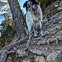 Tayko participe au concours pour gagner de l'argent avec cette photo : dog, outdoor, tree, rock, roots, nature, forest, canine, tongue_out, happy, hill, daylight, animal, pet, fur, head_tilt, ground, sky, wildlife, playful