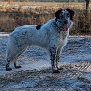 Tayko participe au concours pour gagner de l'argent avec cette photo : dog, outdoor, animal, nature, forest, sand, tongue_out, happy, pet, standing, black_and_white, fur, canine, daytime, tree, grass, smiling, mammal, landscape, sunlight