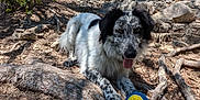Tayko a rejoint le concours — aidez-le/la à gagner de superbes lots ! dog, tennis_ball, outdoor, forest, tree, rock, nature, animal, pet, canine, playful, sunlight, shadow, trail, tongue_out, fur, black_and_white, resting, daytime, wilderness