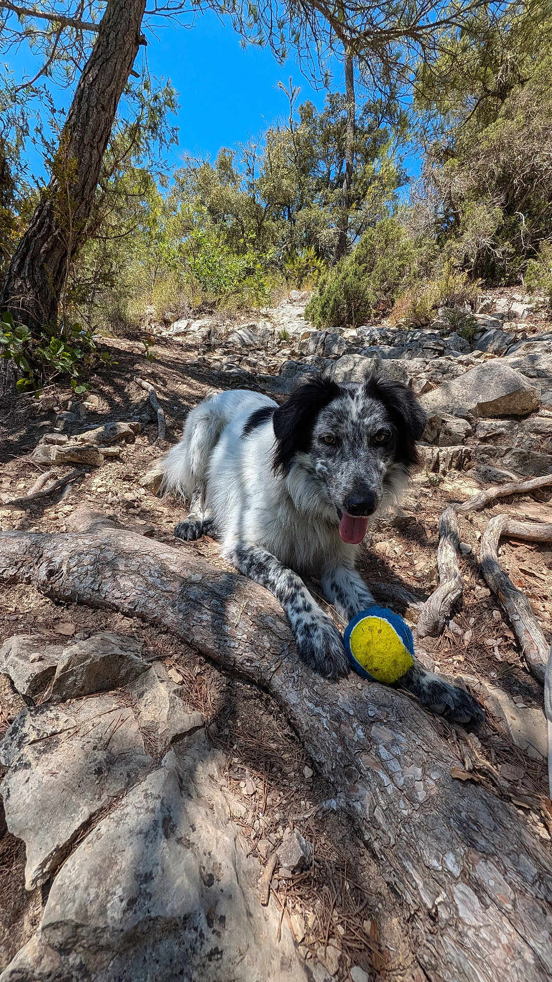 Tayko a rejoint le concours — aidez-le/la à gagner de superbes lots ! dog, tennis_ball, outdoor, forest, tree, rock, nature, animal, pet, canine, playful, sunlight, shadow, trail, tongue_out, fur, black_and_white, resting, daytime, wilderness