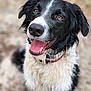 Sonic participe au concours pour gagner de l'argent avec cette photo : dog, black_and_white, happy, tongue_out, outdoor, pet, canine, fur, collar, animal, smiling, portrait, ears, eyes, nose, muzzle, sitting, blurred_background, nature, friendly