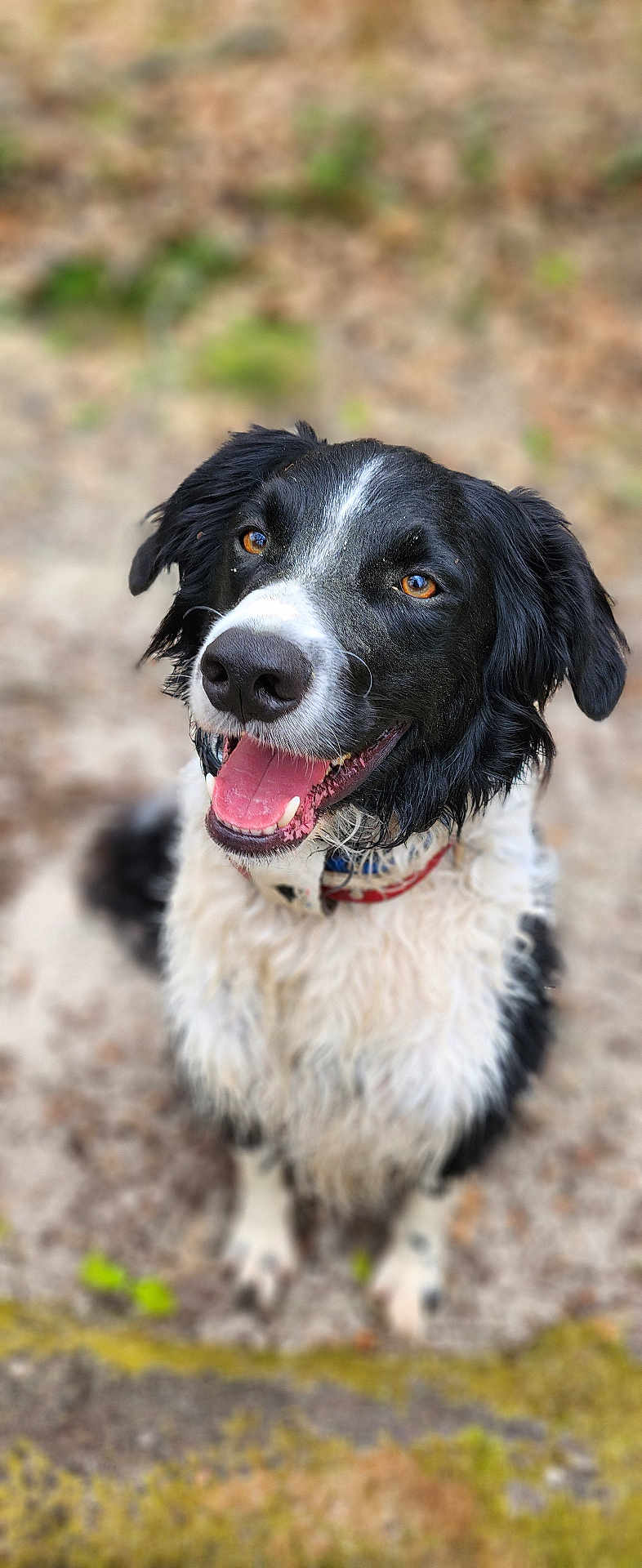Sonic participe au concours pour gagner de l'argent avec cette photo : dog, black_and_white, happy, tongue_out, outdoor, pet, canine, fur, collar, animal, smiling, portrait, ears, eyes, nose, muzzle, sitting, blurred_background, nature, friendly