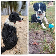 Sonic a rejoint le concours — aidez-le/la à gagner de superbes lots ! dog, puppy, black_and_white, outdoor, grass, sand, water, pet, animal, collar, toy, nature, cute, sitting, playing, canine, fur, portrait, young, daylight