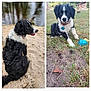 dog, puppy, black_and_white, outdoor, grass, sand, water, pet, animal, collar, toy, nature, cute, sitting, playing, canine, fur, portrait, young, daylight