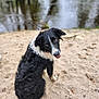 dog, black_and_white, sitting, sand, water, outdoor, animal, pet, curious, playful, fur, canine, nature, river, beach, portrait, looking_back, wet_fur, daytime, closeup