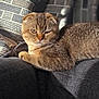 Sally joined the competition — help win amazing prizes! cat, scottish_fold, feline, pet, couch, cushion, indoor, sunlight, relaxing, fur, whiskers, patterned_fabric, gray, brown, texture, animal, portrait, resting, home, cozy