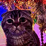 Sally is registered to the contest to win money with this photo: cat, scottish_fold, wide_eyes, holiday_decorations, colorful_lights, festive, ornaments, close_up, whiskers, fur, cute, pet, indoor, portrait, decorative, christmas_tree, sparkle, purple_light, red_tinsel, background_blur
