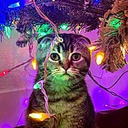 Sally is registered to the contest to win money with this photo: cat, christmas_tree, holiday_lights, decorations, festive, indoor, tabby_cat, colorful_lights, curious, pet, fur, whiskers, paws, ornaments, twinkle_lights, celebration, seasonal, cozy, animal, cute