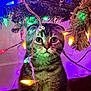 cat, christmas_tree, holiday_lights, decorations, festive, indoor, tabby_cat, colorful_lights, curious, pet, fur, whiskers, paws, ornaments, twinkle_lights, celebration, seasonal, cozy, animal, cute