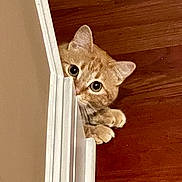Nina joined the competition — help win amazing prizes! cat, orange_tabby, peeking, door_frame, curious, paws, hardwood_floor, indoor, pet, animal, cute, whiskers, ears, playful, home, feline, close_up, hiding, mischievous, eyes
